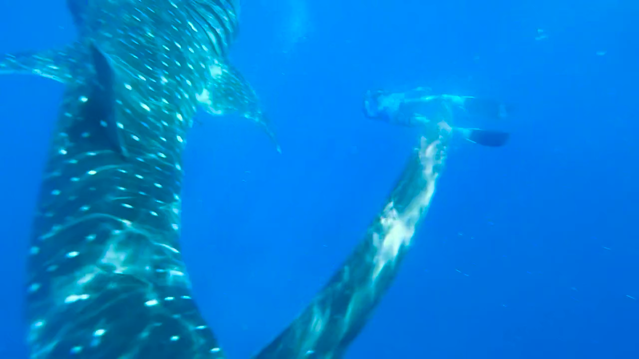 Whale shark swimming underwater in Libertad