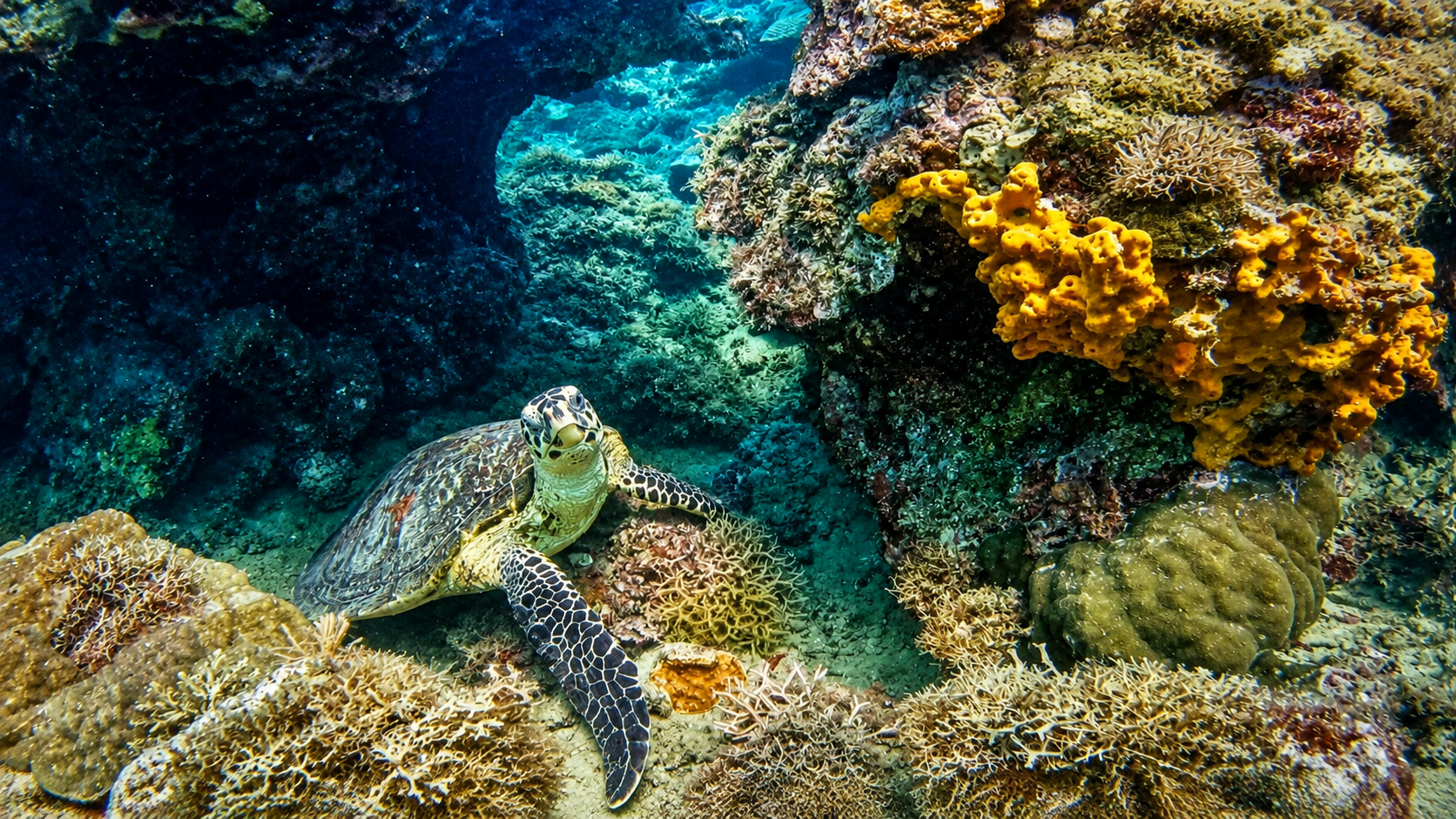 Marine Protected Areas