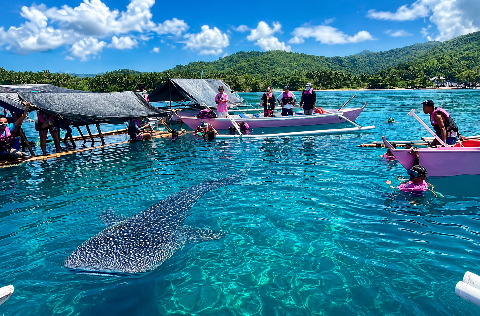 Whale Shark Watching