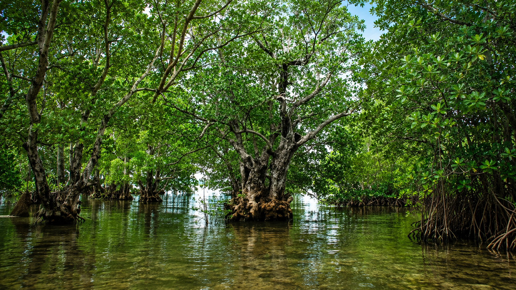 Mangrove Eco Tourism Park