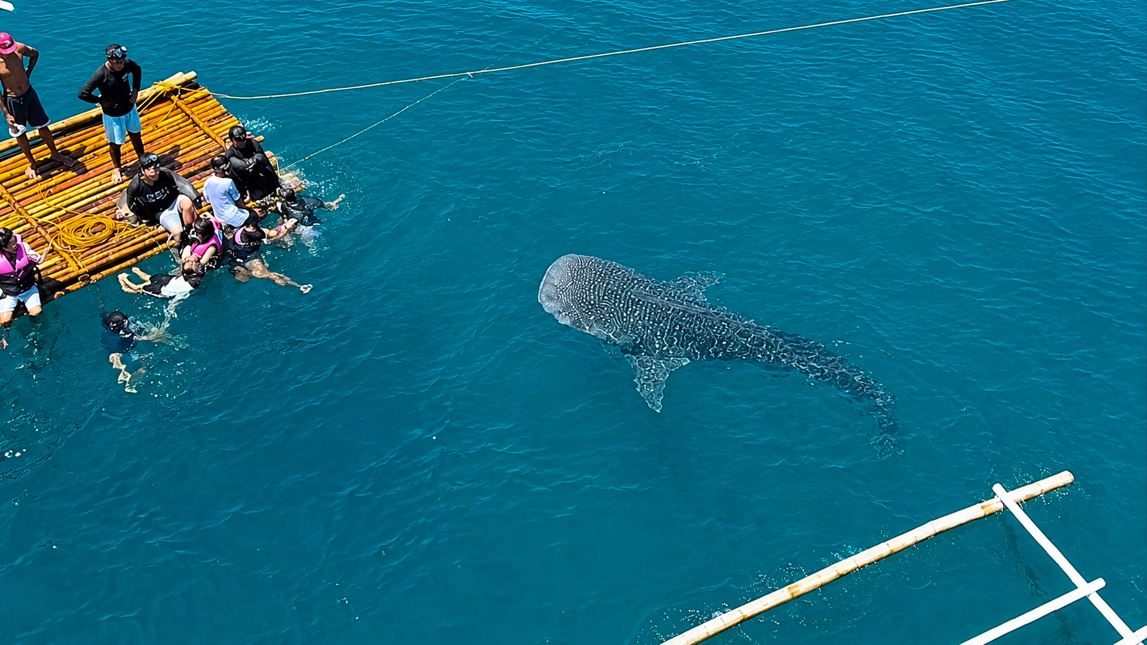 whale sharks 1