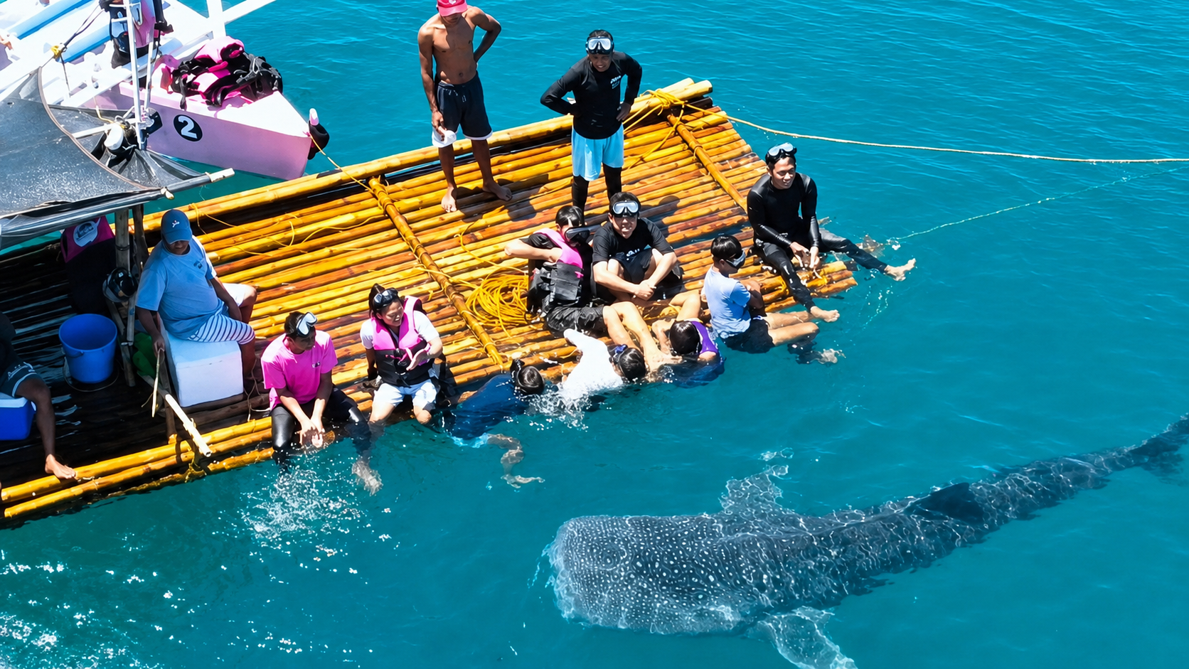 whale sharks 3