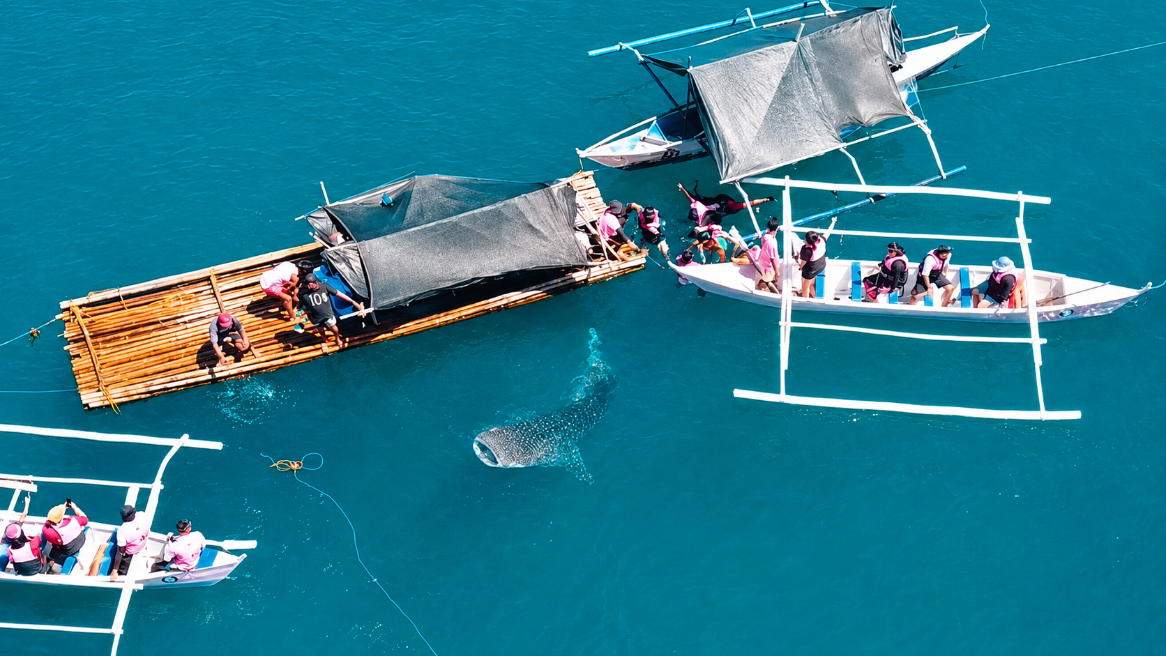whale sharks 2